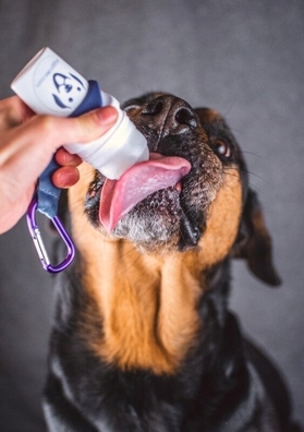 DoggyRoller trening uniwersalny